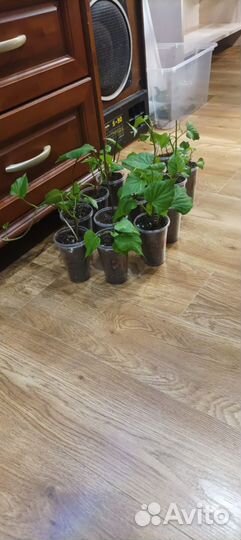 Рассада Батат