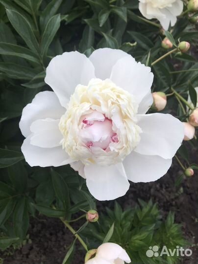 Порни пиона на сентябрь