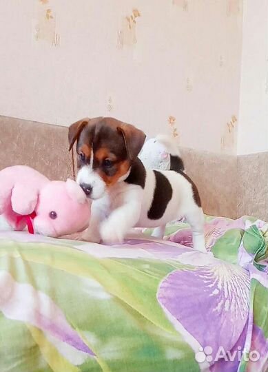 Щенки Джек Рассел терьер