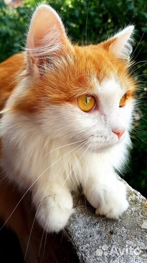 Кошка в дар