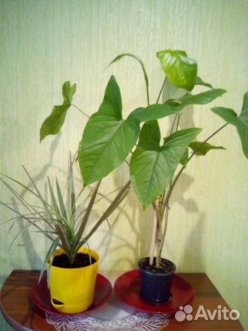 Спатифиллум, сингониум, алоказия