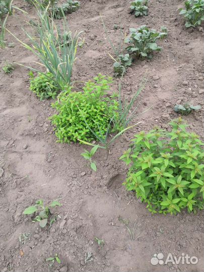 Саженцы спиреи японской