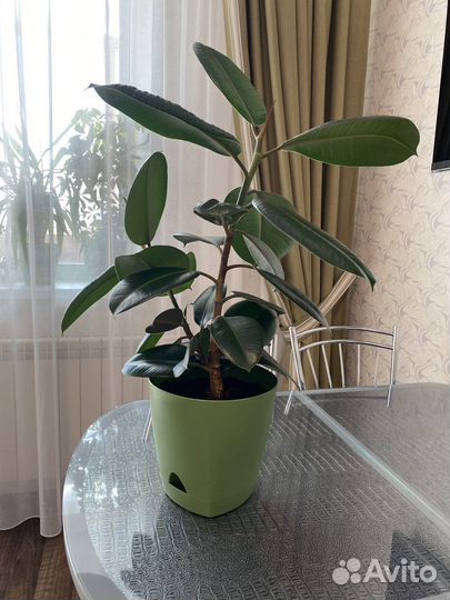 Фикус