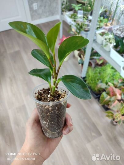 Комнатные растения разные