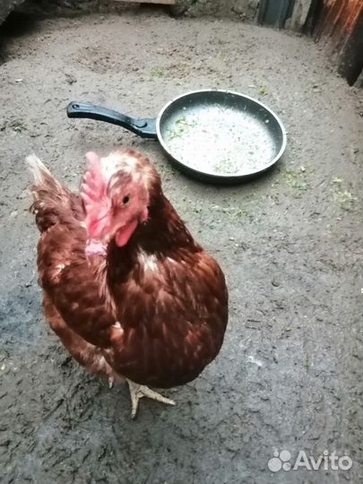 Куры несушки