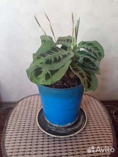 Комнатный цветок