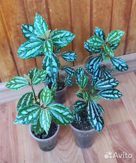 Пилея Кадье