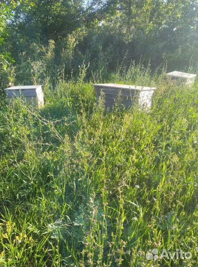 Продам пчелосемьи