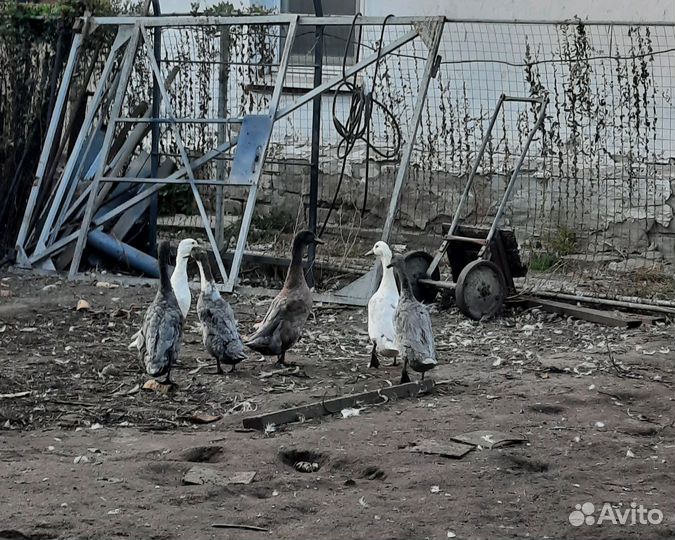 Утки индийский бегунок