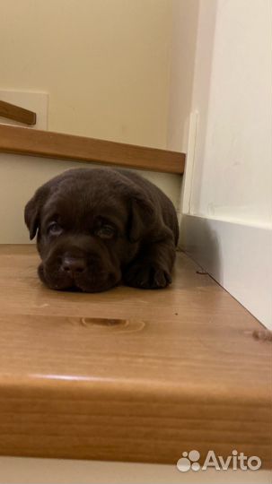 Шоколадные малыши