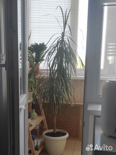 Драцена