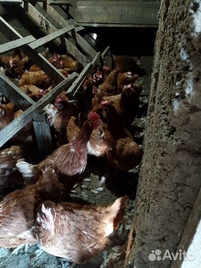 Куры несушки