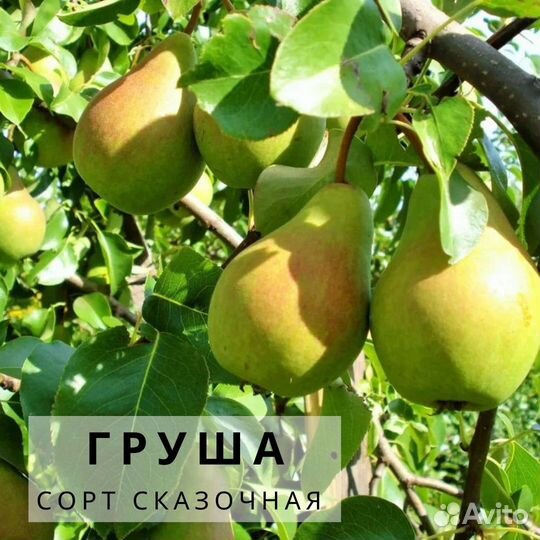 Саженцы Груши нежность