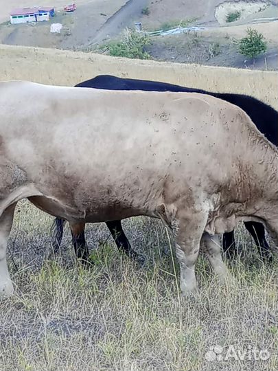 Бычки подсосные живым весом