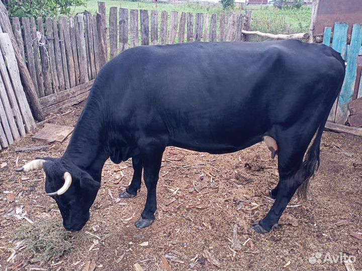 Корова дойная