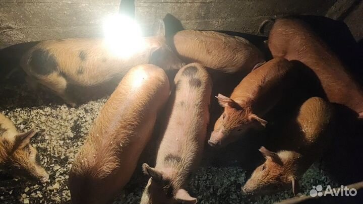 Поросята дюрок
