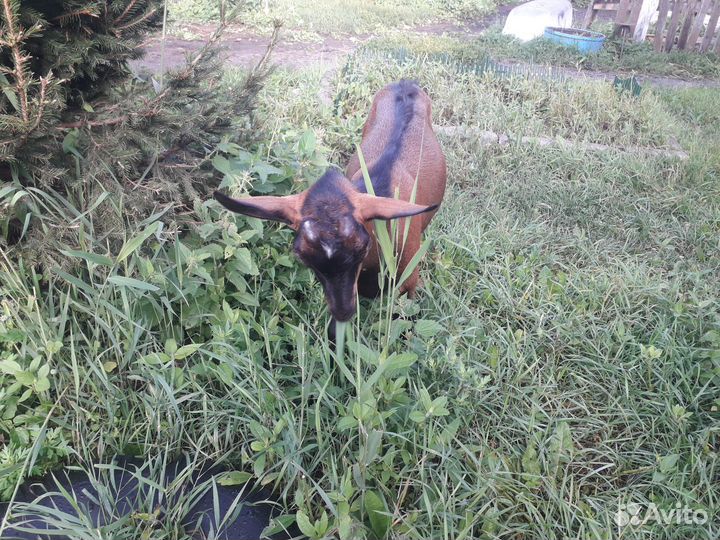 Продам козлят