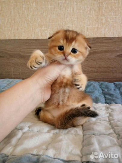Шотландские золотые котята
