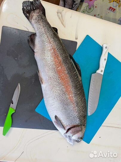Форель свежая привоз 25 мая