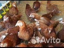 Куры молодки несушки