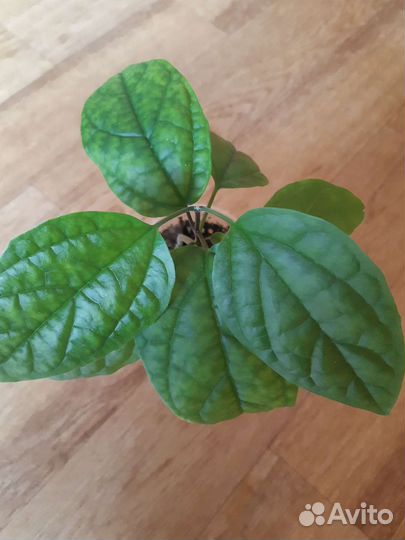 Клеродендрум Томсона