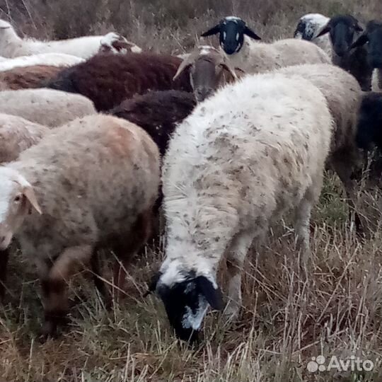 Курдючные бараны овцы