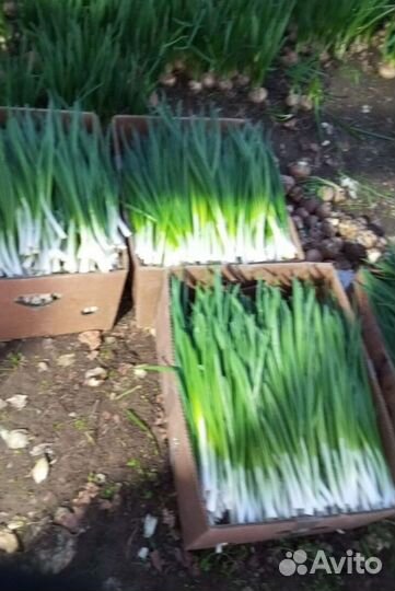 Лук зеленый свежей срезки с доставкой LUK-6561