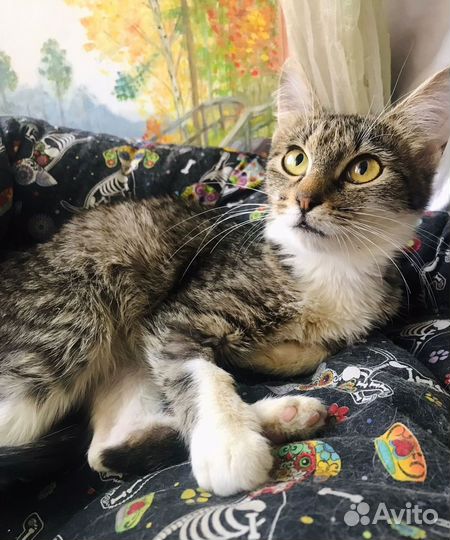 Ищет своих мам и пап малышка Песчанка