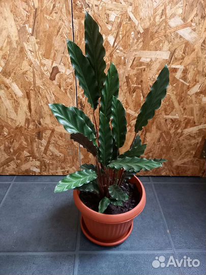 Калатея руфибарба