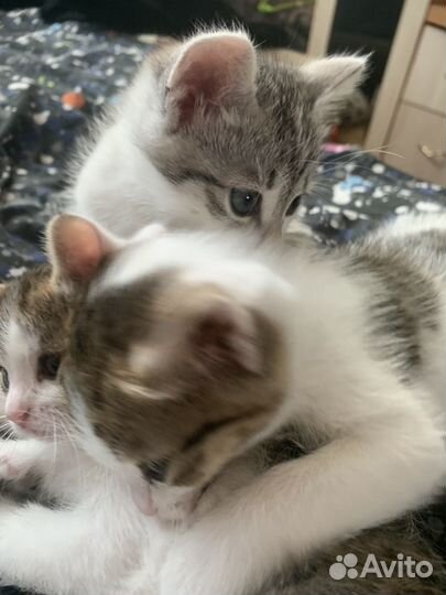 Кот в дар бесплатно
