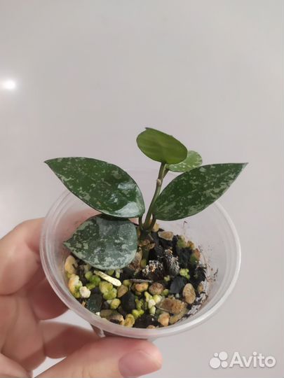 Хойя лакуноза