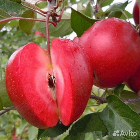 Саженцы яблони ред кетти