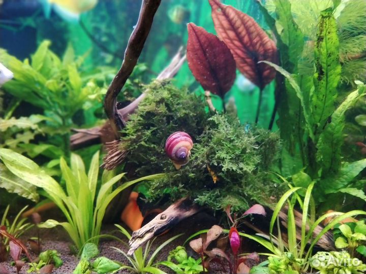 Аквариумные растения (Виды указаны в описании)