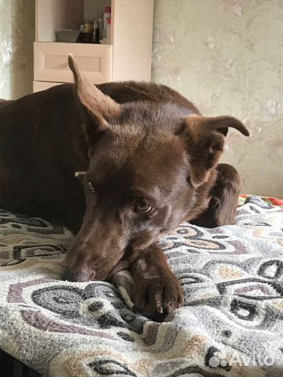 Собака в добрые руки отдам бесплатно