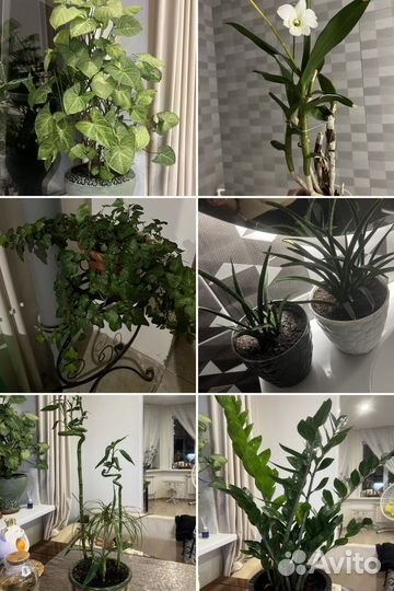 Комнатные растения, цветы
