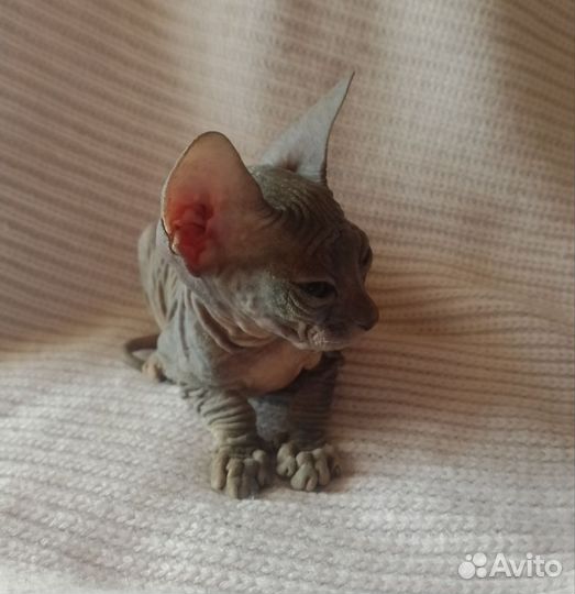 Донской сфинкс котята