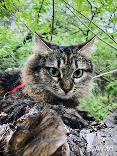 Вязка кошечка