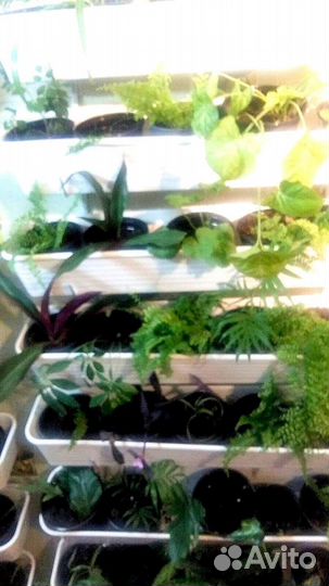 Комнатные цветы / растения