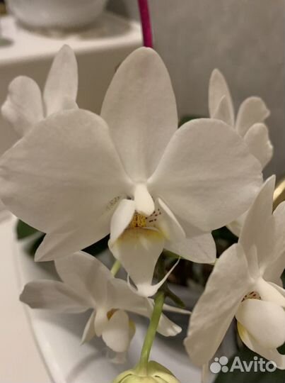 Орхидея фаленопсис