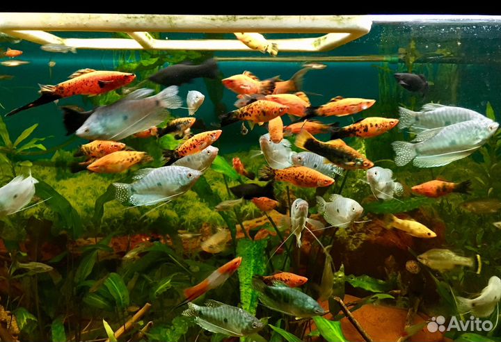 Аквариумные рыбки