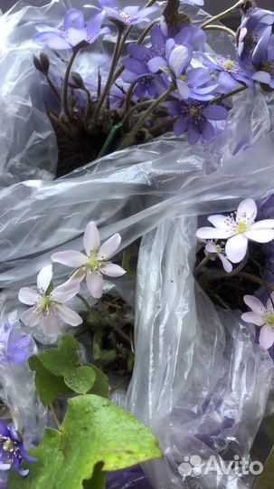 Печёночница белая и голубая на посадку