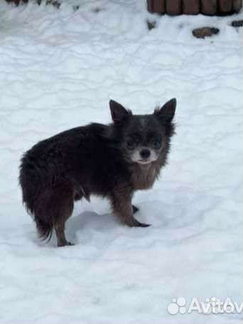 Поиски дома