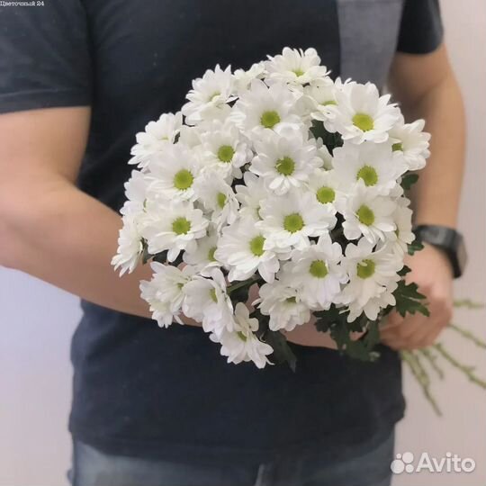 Хризантемы