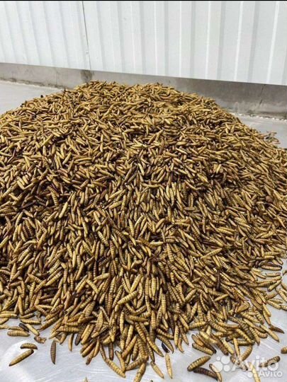 Личинки черной львинки сушёная