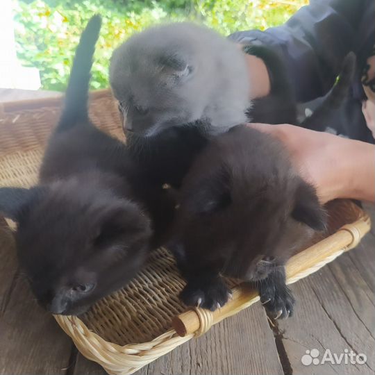 Шотландские вислоухие и прямоухие котята тедди