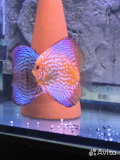 Дискус пара