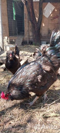 Куры Амераукана