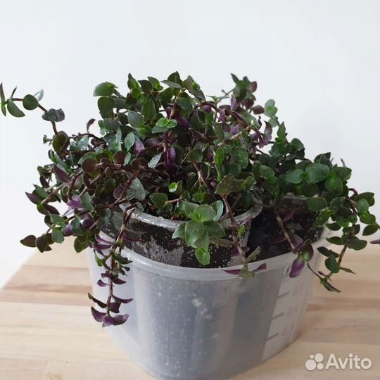 Каллизия Тартл