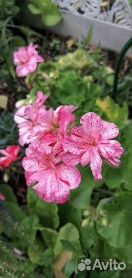 Пеларгония герань сортовая