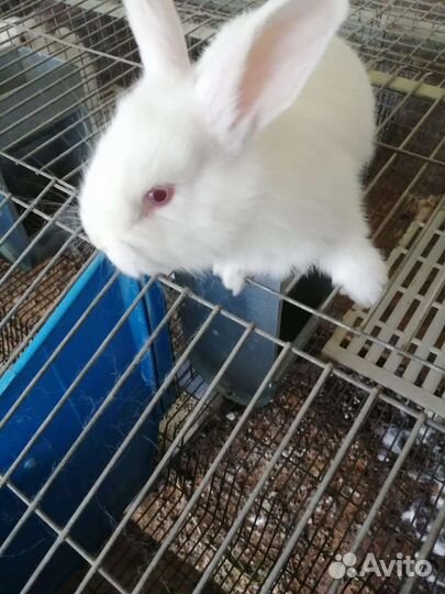 Белый паннон